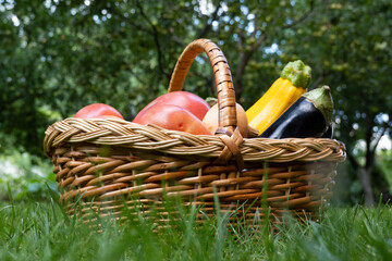 wicker wooden basket full of fresh ripe vegetables: tomato, cucumber, onion, zucchini, eggplant on...