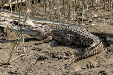 Salt-water Crocodile 