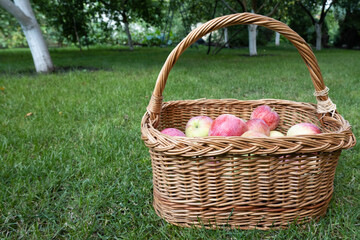 picnic wicker wooden basket filled with rich harvest of ripe apples. It is on green grass under...