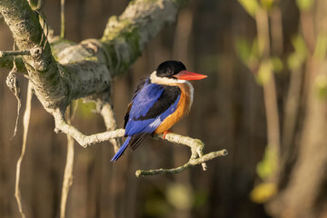 Black-caped Kingfisher