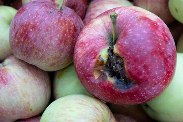 rotten apples among bunch of fresh good ripe apples in basket. Concept of morally corrupt bad person among a group of good people. That one that spoils group. Spoiled bad. Idiom about bad individual