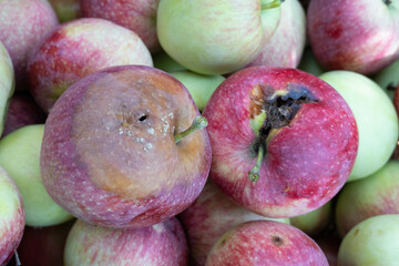 rotten apples among bunch of fresh good ripe apples in basket. Concept of morally corrupt bad...