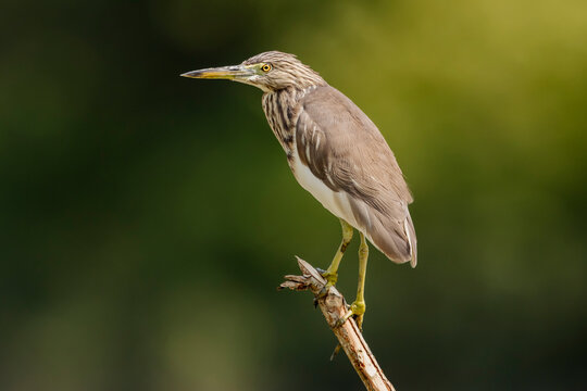 Indian Pond Heron 