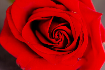 One red rose opened out on grey background, macro. Textured