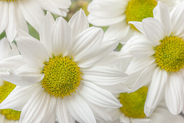 White chrysanthemum background, macro. Textured. Mums flowers look like chamomile. Marguerite, crown daisy