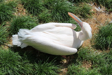 oiseau blanc a grand Bec