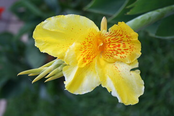 yellow daffodil flower