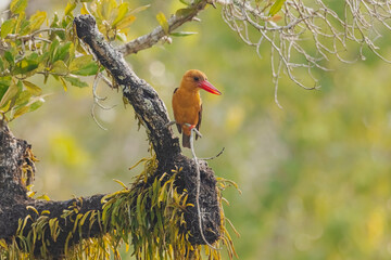 Brown-winged Kingfisher