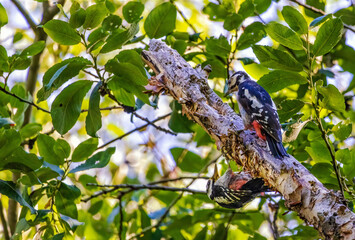 Futterneid an der Spechtschmiede