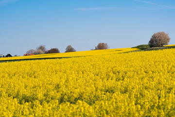 Rapeseed field