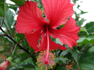 red hibiscus flower