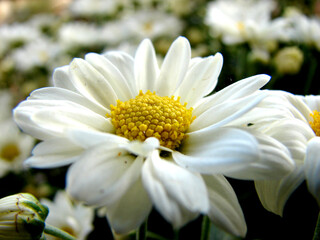 white daisy flower