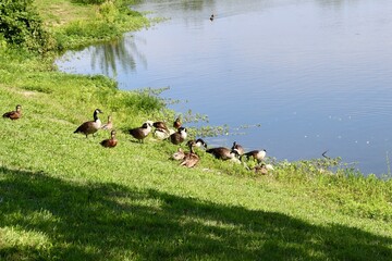 The ducks in the grass near the water of the lake.