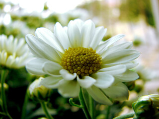 white daisy flower