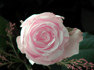 pink rose in a garden