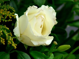 white rose in garden