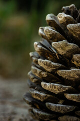 pine cone on the ground in forest with blurry background, shot with macro lens, shallow depth of field