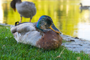 duck mallard is lying near the water on a summer evening in the park (Schlossgarten) in Stuttgart, Germany