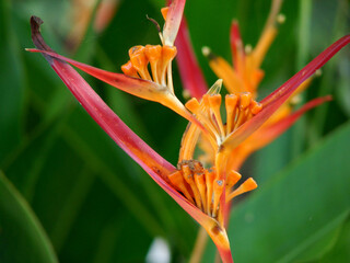 orange tiger lily