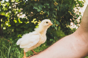 Cute little tiny yellow baby chick in male hands of farmer on green grass background. Pets, poultry farming, farm life
