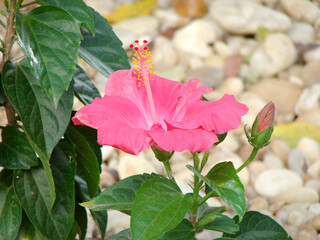 pink hibiscus flower