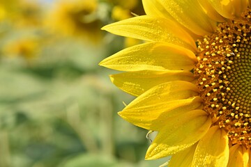 yellow bright sunflower flower close-up on a green background. Farm, agriculture, august concept