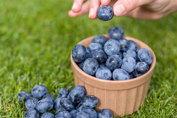hand holding fresh blueberries in a green grass