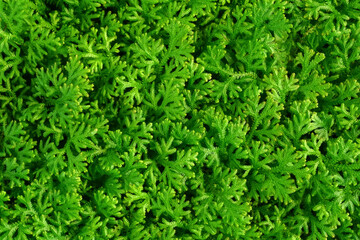 fern moss on the rock with green moss bright foliage, moss closeup, macro. Beautiful background of moss for wallpaper.	