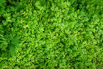 Fototapeta na wymiar Green leaf background, abstract green texture, nature background, tropical leaf. 