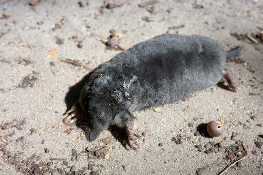 Close up picture of a dead mole on a dirt road, selective focus.