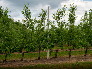 Fototapeta na wymiar Beautiful fruits garden, agriculture business and industry. Rows of apple trees growing on apple farm. Industrial cultivation of apples in orchards