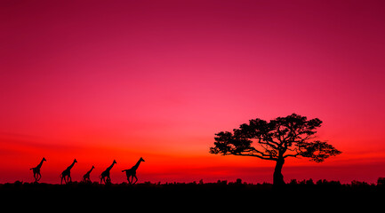 Panorama silhouette tree in africa with sunset. Amazing sunset and sunrise. Tree silhouetted against a setting sun. Safari theme. Giraffes , Lion , Rhino. Kenya safari.