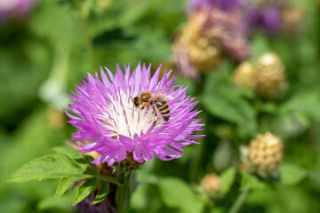 Purple with white cornflower flower with a bee close-up. Selective focus. Place for text.