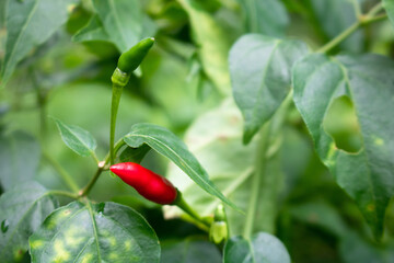 Fresh bird's eye chilies are planted in the garden.