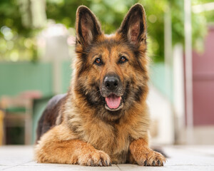 Portrait of a German Shepherd dog lying,  looking at the camera. Close up.