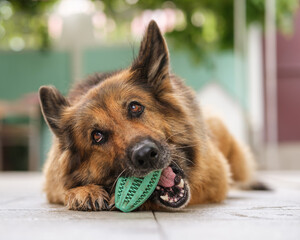 Portrait of a German Shepherd dog lying, holding her toy in a mouth, chewing it, looking away....