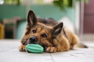 Portrait of a German Shepherd dog lying, holding her toy in a mouth, looking away. Close up.