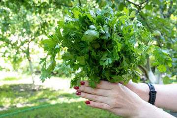 Fototapeta na wymiar woman hand holding bunch of green parsley near the brick wall. Concept of healthy eating lifestyle diet nutrition. Promoting veganism. Eat clean eat 