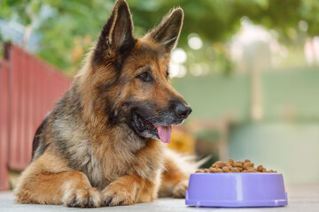 German Shepherd dog lying next to a bowl with kibble dog food, looking to the right, tongue is...