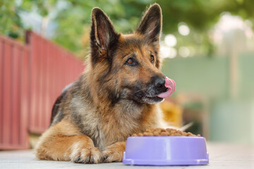 German Shepherd dog lying next to a bowl with kibble dog food, looking to the right, tongue is...