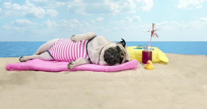 Cute pug, funny dog laying down on the sand beach near the sea on summer vacation holidays, wearing swimsuit, with cocktail. Funny  summer vacation, travel concept. Sunny summer near the ocean
