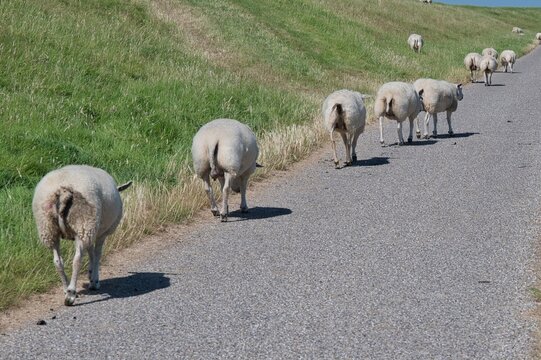 Schafe Heimweg