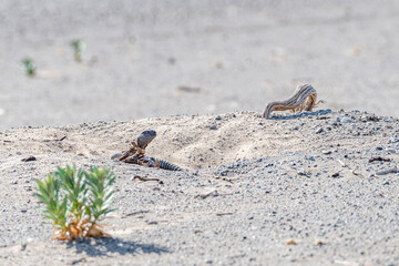 Dabb Lizard, also known as Uromastyx, basking near its desert burrow entrance, located in the United Arab Emirates. Wildlife and biodiversity of the Middle East