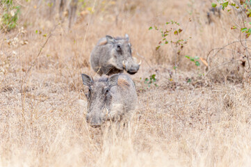 Warthogs grazing in the South African Savannah during December, showcasing the rich wildlife and...