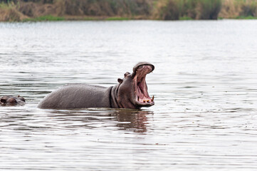 Hippopotamus, South Africa