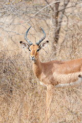 Vertical portrait of an Impala in its natural habitat in the South African savanna, wildlife observation in Africa
