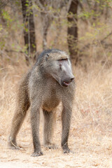 Vertical photograph of a Chacma Baboon in the South African Savannah during December, highlighting the region's diverse wildlife and biodiversity