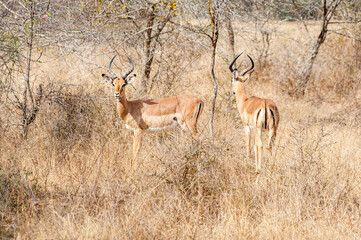 Impalas in their natural habitat