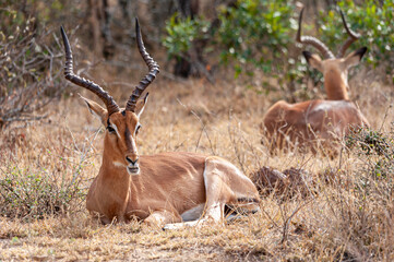 Impalas in their natural habitat in the South African savanna, wildlife observation in Africa