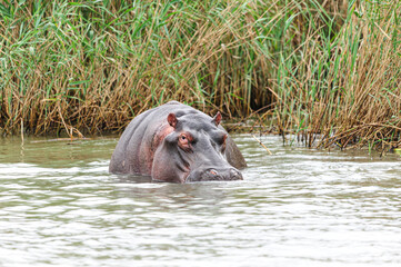 Fototapeta na wymiar Hippopotamus in the wetlands, Africa